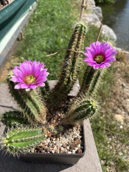 Echinocereus viereckii